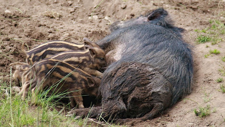 Leśne dzieci potrzebują spokoju
