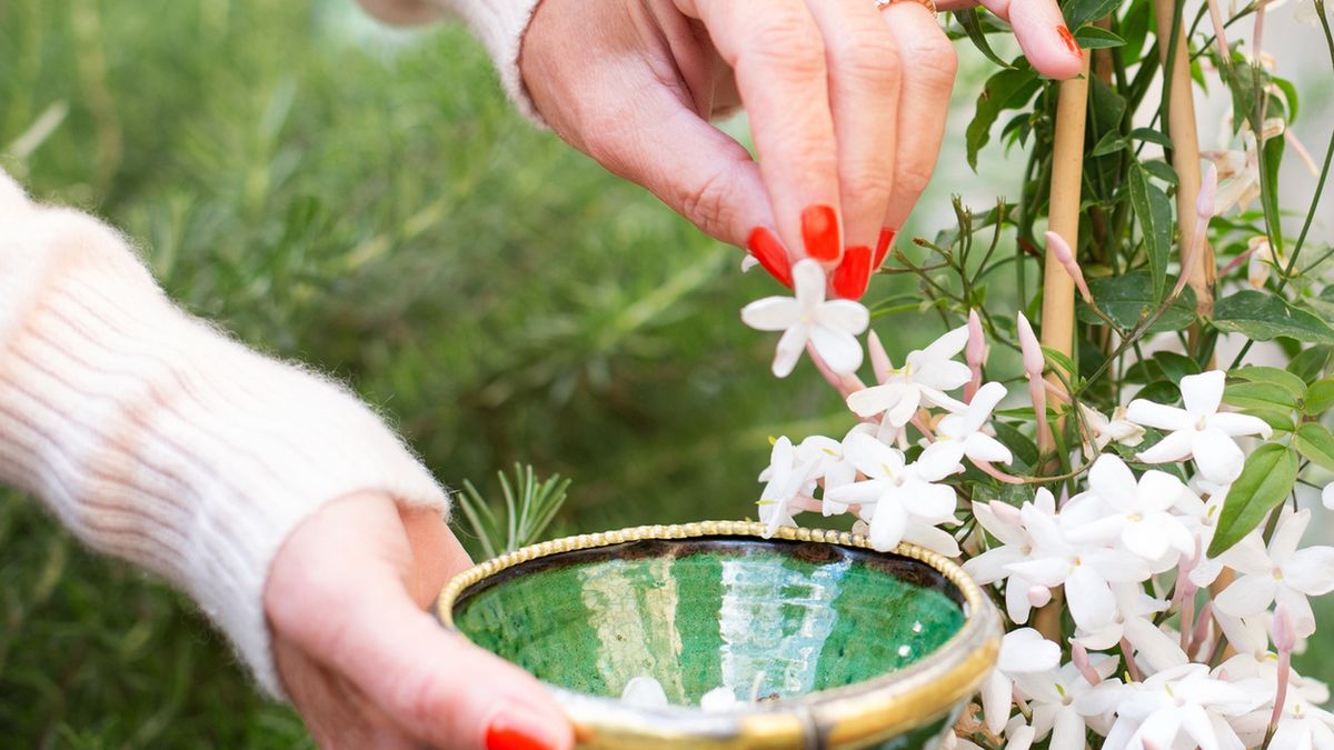 Jaśmin ma niesamowite właściwości