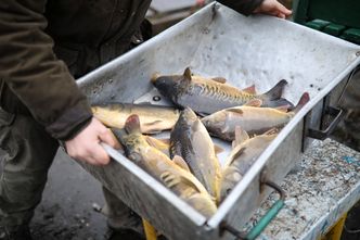 Karpia zabraknie? Producenci przyznają: jest problem