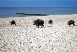 Szok na plaży w Karwi. Dzik poturbował ludzi