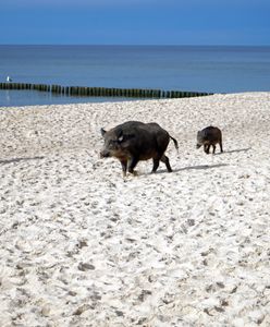 Szok na plaży w Karwi. Dzik poturbował ludzi