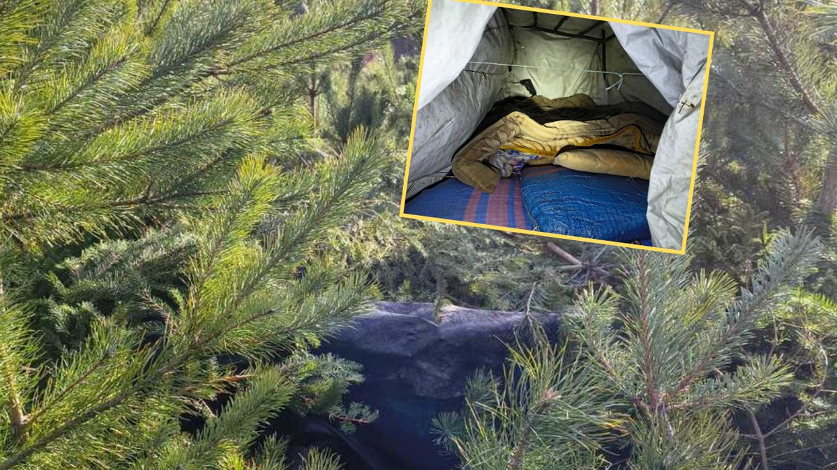 Poszukiwany listem gończym mężczyzna ukrywał się w sosnowym zagajniku  