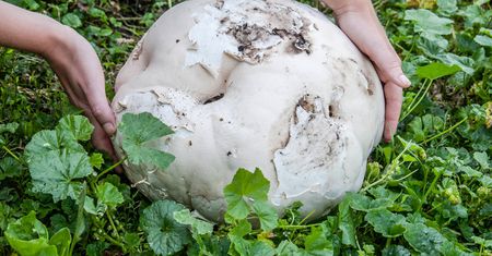 Osiąga nieprawdopodobne rozmiary. Mało kto wie, czy można ją jeść