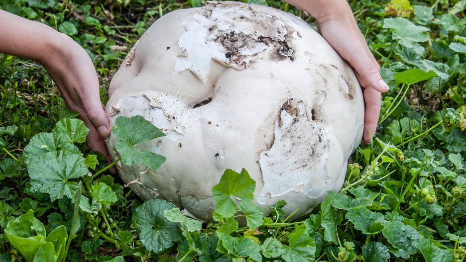 Czasznica olbrzymia występuje głównie na północy Polski
