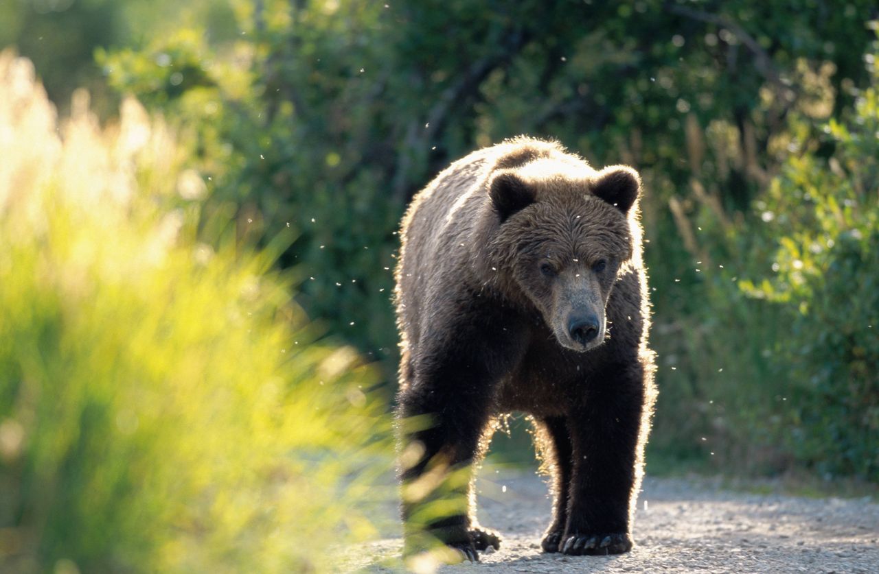 Niedźwiedzie blisko domów. Policja tworzy specjalną grupę