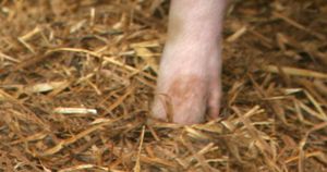 Jakie zwierzę jest na zdjęciu?