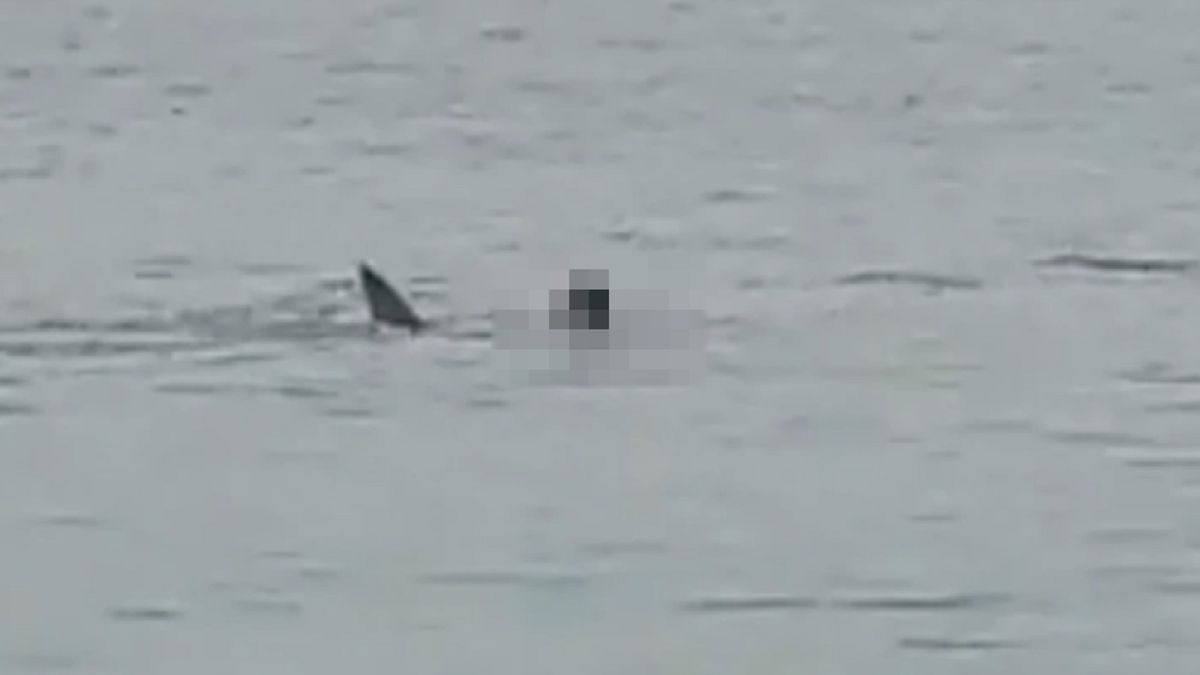 Rosjanin walczył z rekinem kilkadziesiąt sekund, wszystko nagrali turyści stojący na brzegu 