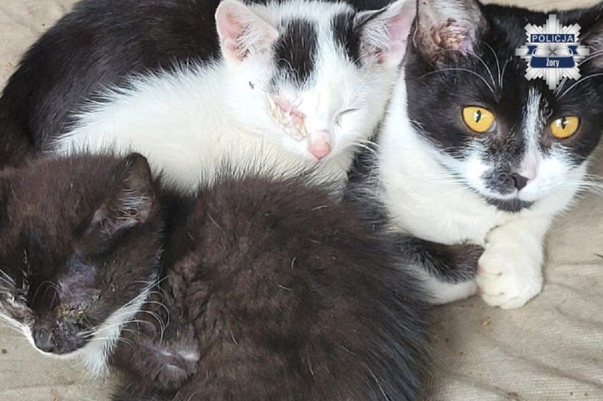 Koszmar kotów w Żorach. Żyły w tragicznych warunkach