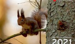 „Gazeta Wyborcza” dodaje w czwartek kalendarz od Adama Wajraka