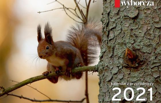 „Gazeta Wyborcza” dodaje w czwartek kalendarz od Adama Wajraka