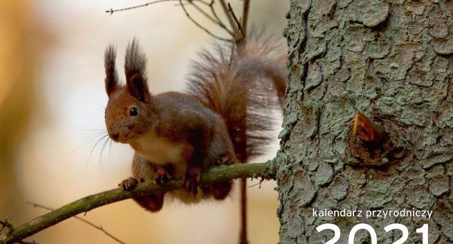 „Gazeta Wyborcza” dodaje w czwartek kalendarz od Adama Wajraka