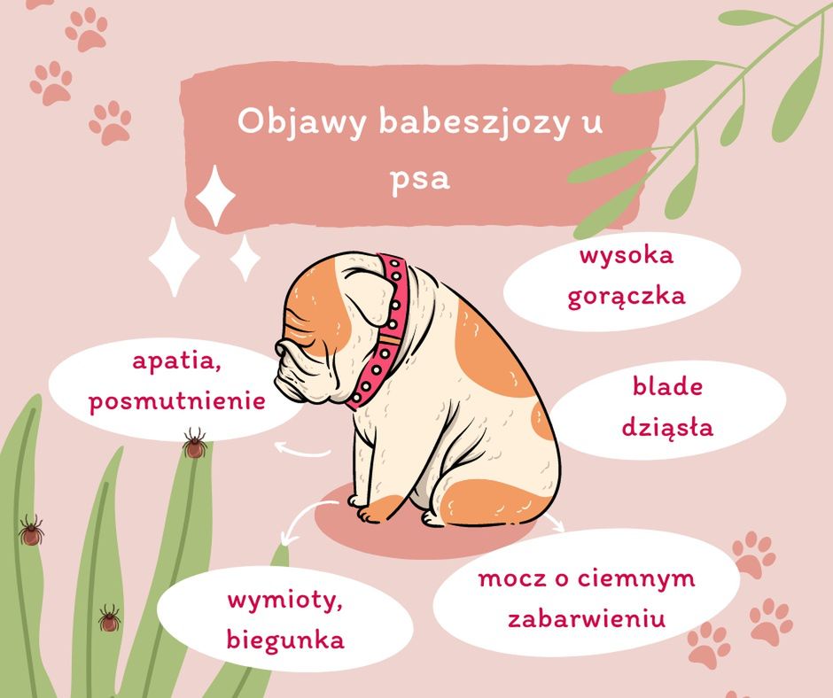 choroby odkleszczowe u psa - babeszjoza