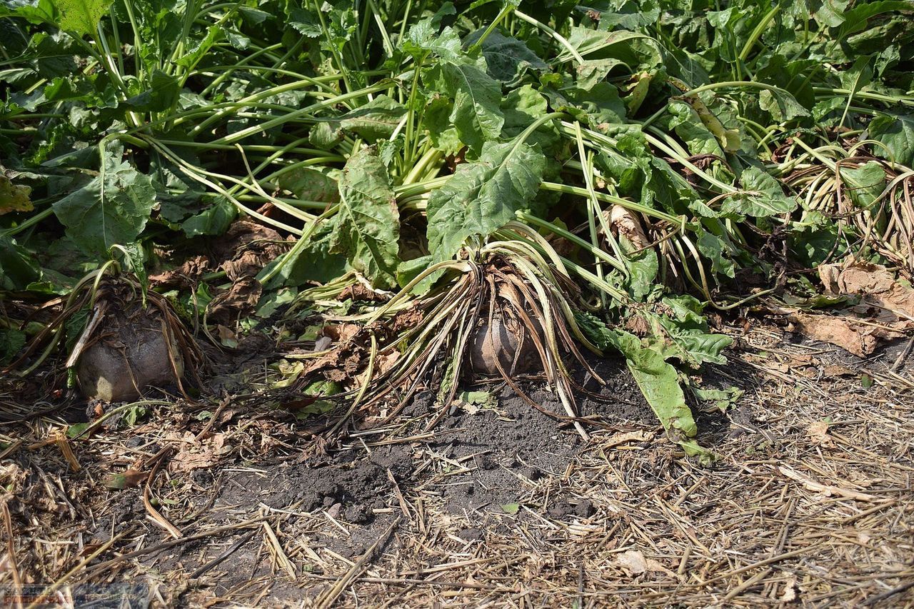 Cukier tanieje, stawki za buraki pikują. Rolnicy ściskają koszty