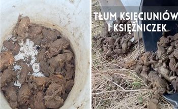 Leśnicy pokazali, czym się zajmują. Całe wiadro aż "chodziło"