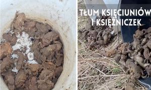 Leśnicy pokazali, czym się zajmują. Całe wiadro aż "chodziło"