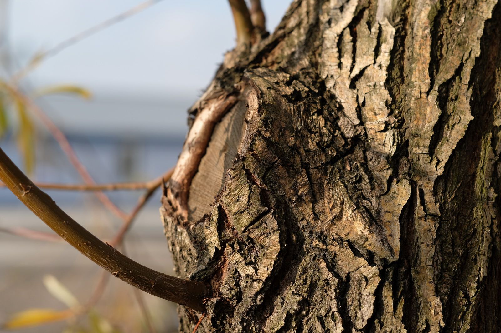 Fujifilm 56 mm f/1.2 APD – prawie test, czyli kadrów kilka z nowej portretówki 7