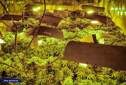 Opole. Ukrył plantację marihuany pod ziemią