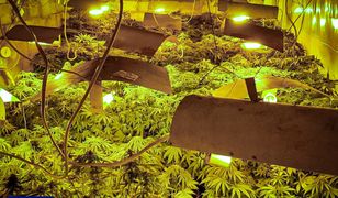 Opole. Ukrył plantację marihuany pod ziemią