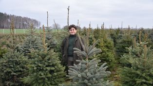 Niemczyn: Z rodzinnej plantacji prosto do świątecznych domów