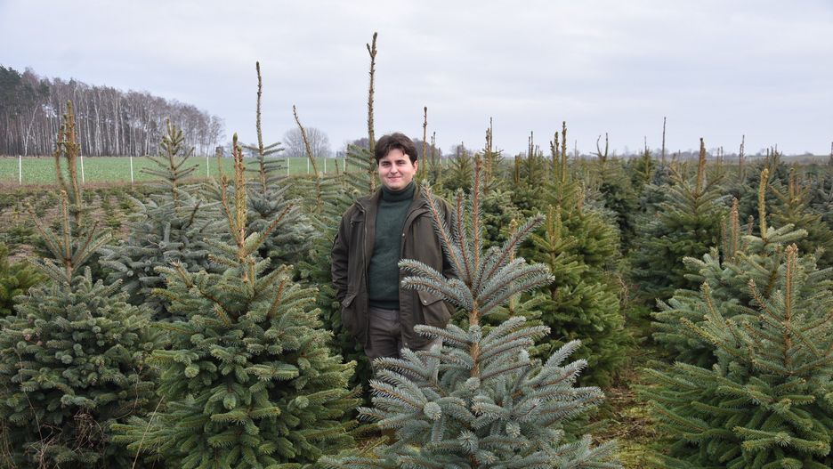 Rodzinna plantacja choinek w Niemczynie