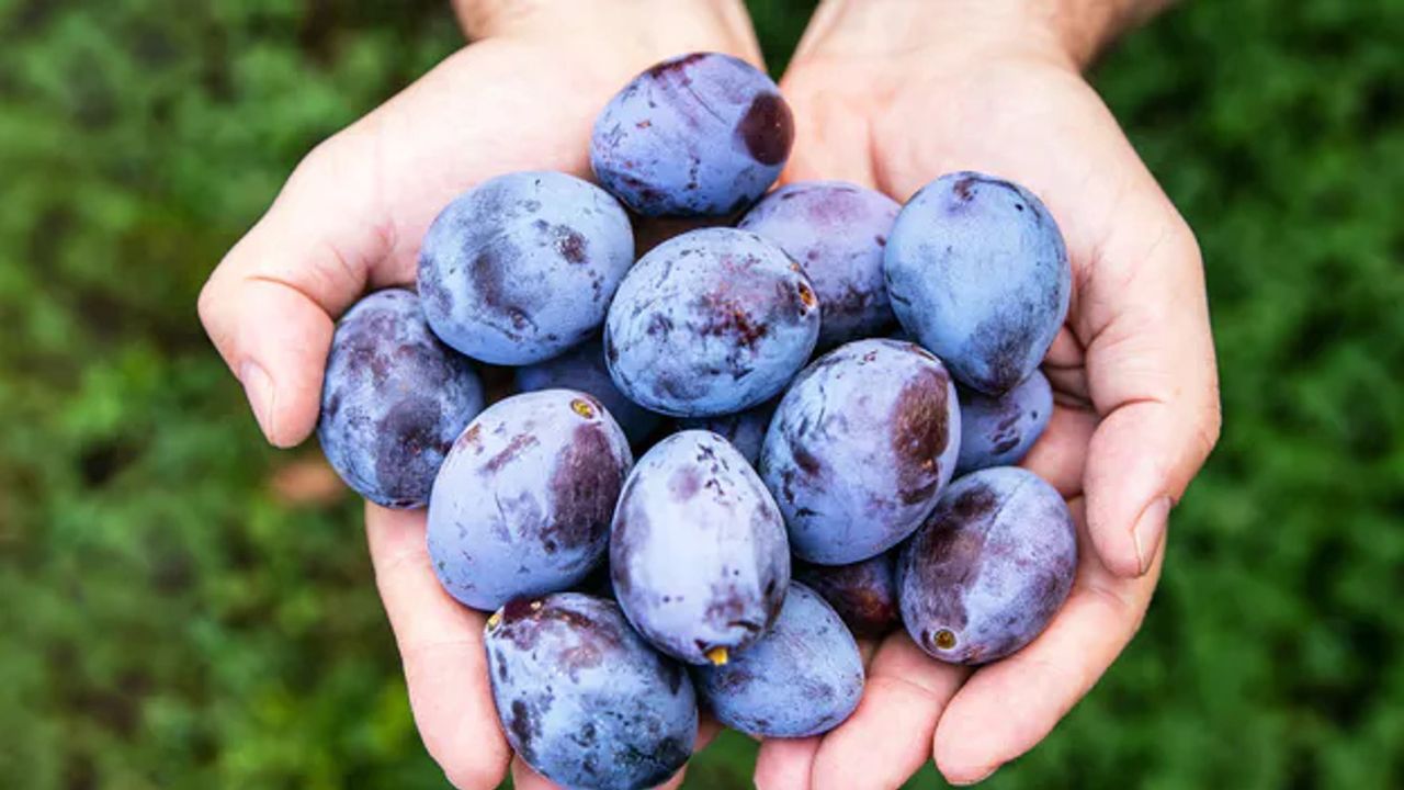 Biały nalot na śliwkach? Wielu nie ma pojęcia, co oznacza