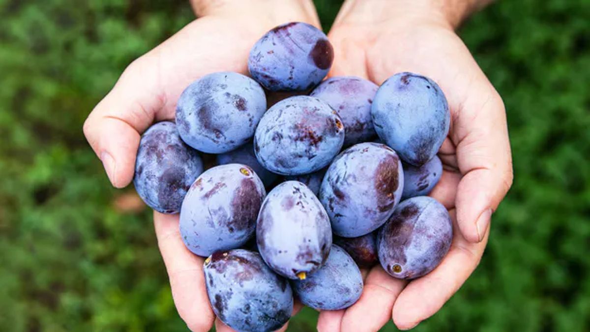 Śliwki mają charakterystyczny biały nalot