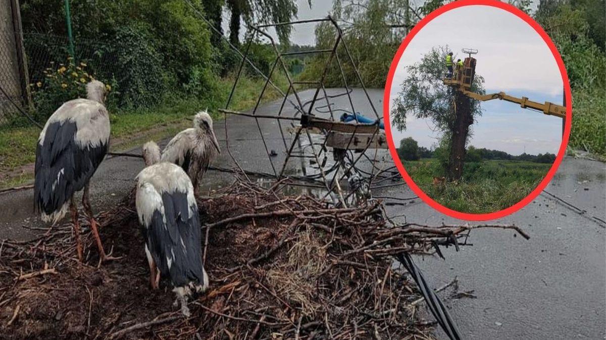 Bociany z Powiercia mają już nowy dom