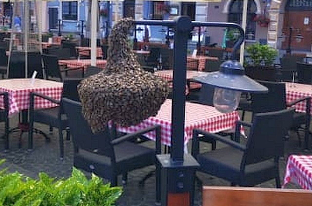 Warszawa. Rój pszczół zagnieździł się w restauracji. Straż miejska pokazała zdjęcie