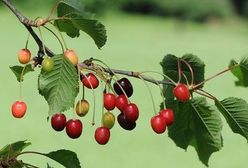 Bardzo tanie wiśnie trzeci rok z kolei