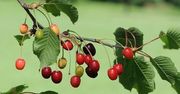 Bardzo tanie wiśnie trzeci rok z kolei