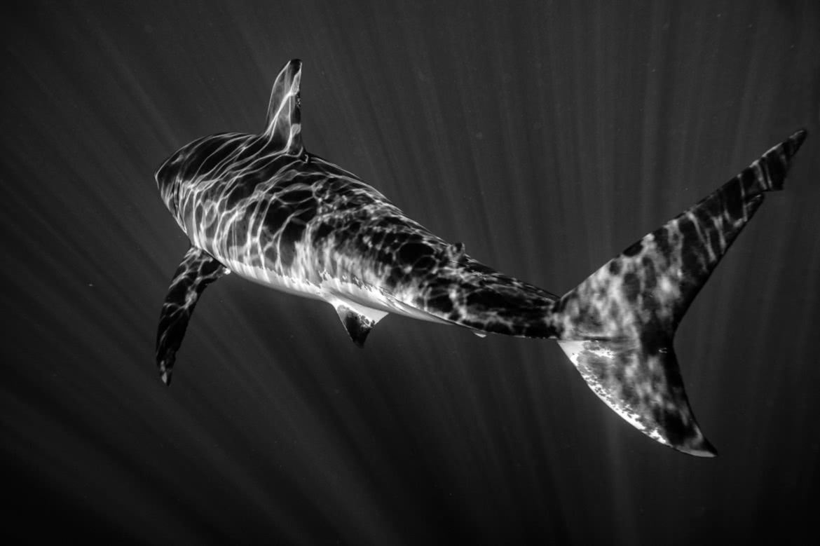 MonoVisions Photography Awards 2017. Polacy nagrodzeni wśród mistrzów fotografii czarno-białej 2