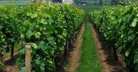 Francja: Zapowiada się winobranie najgorsze od dziesięcioleci