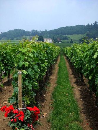 Francja: Zapowiada się winobranie najgorsze od dziesięcioleci