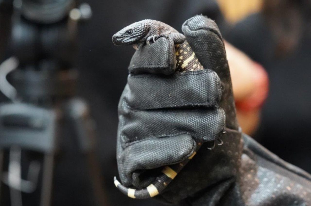 Zoo Wrocław. Na świat przyszły jadowite jaszczurki. Są zagrożone wyginięciem