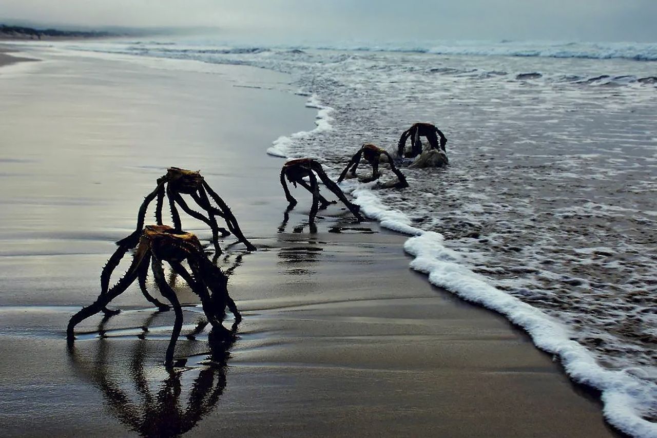 Aliens on the coast? It's just dead aloes, folks