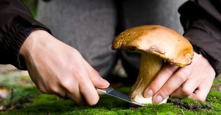 Zbierasz grzyby? O tym musisz pamiętać