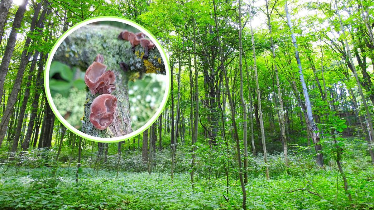 Myślisz, że w czerwcu nie ma grzybów? Spójrz na to zdjęcie