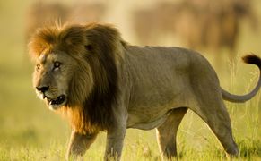 National Geographic Wild Drapieżnik kontra ofiara