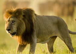 National Geographic Wild Drapieżnik kontra ofiara