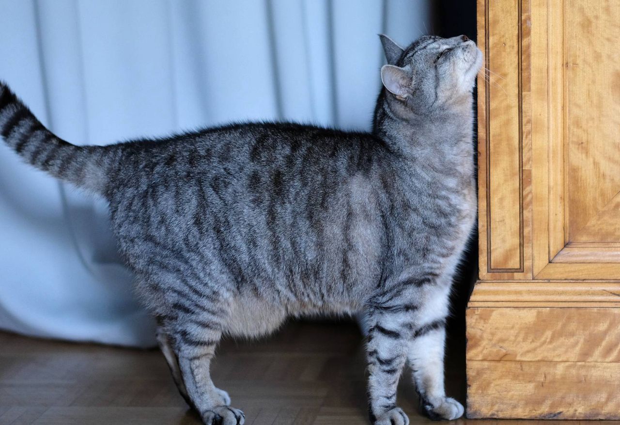 Podczas gdy ludzie polegają głównie na zmyśle wzroku, koty odbierają rzeczywistość przede wszystkim przez zapach