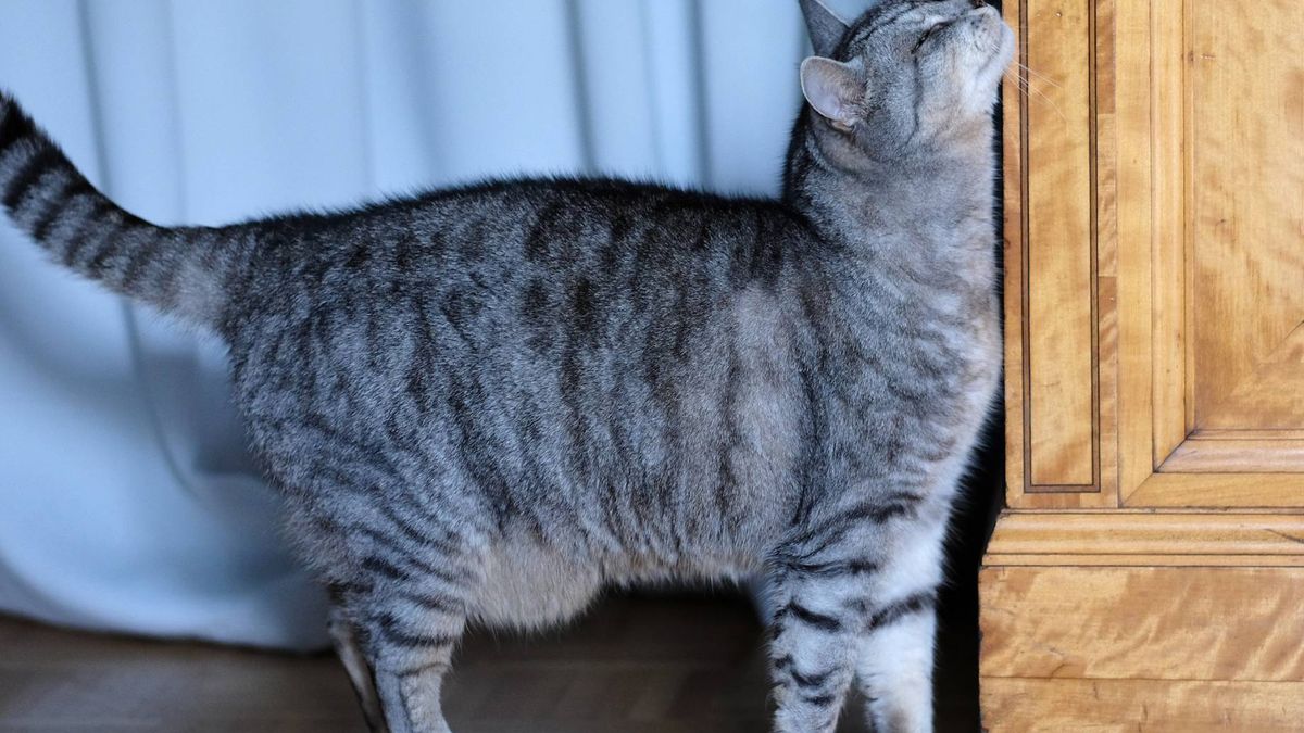 To dlatego kot ociera się o meble