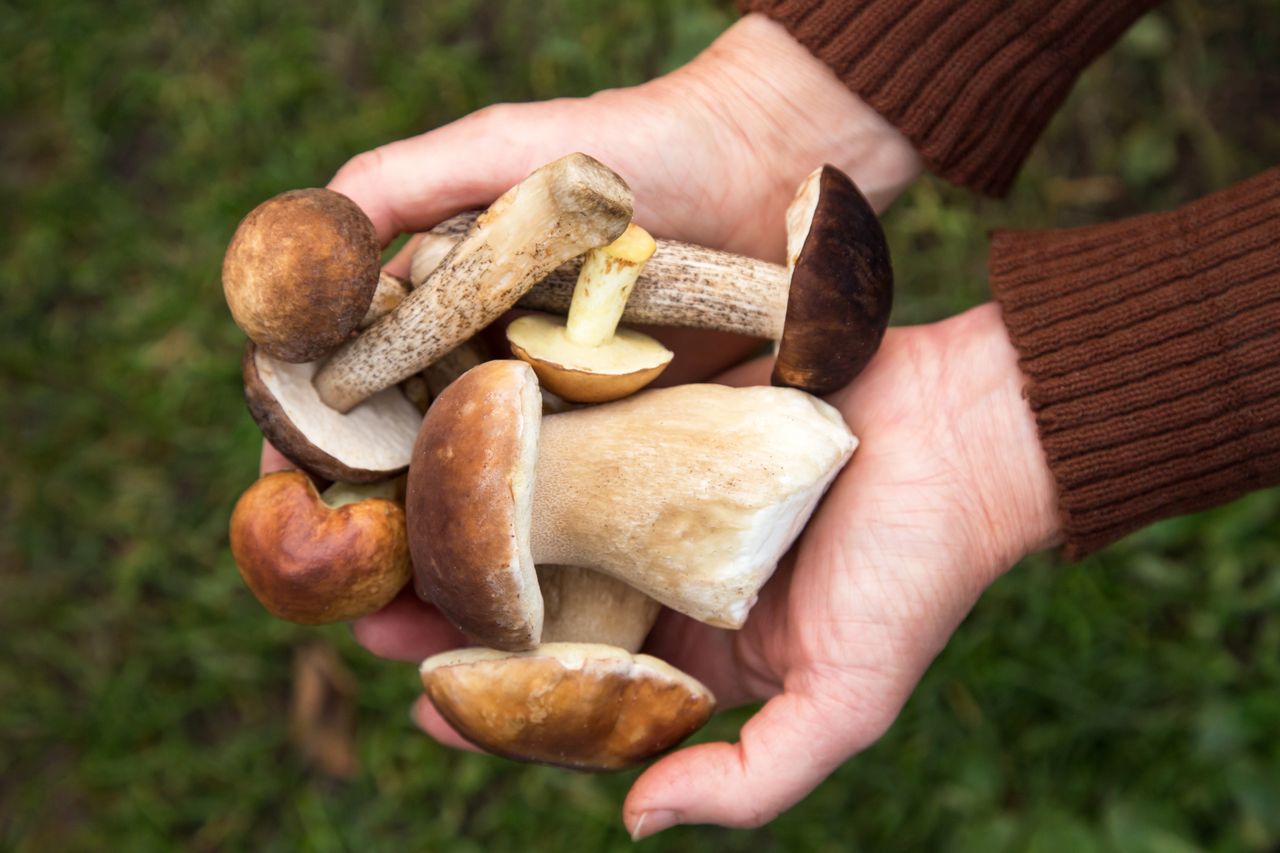 Leśne grzyby. Minimum kalorii i maksimum smaku. Jakie mają wartości?