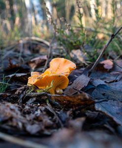 Grzyby w maju. Sezon już się rozpoczął. W lasach nie tylko wiosenne gatunki