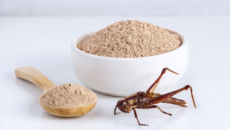 Mimo że owady stanowią przysmak m.in w Azji, to w Europie nadal są traktowane jako alternatywne źródło żywności