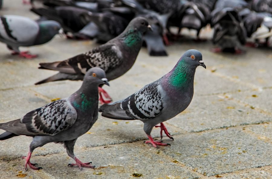 Activists outraged as German town votes to exterminate local pigeons