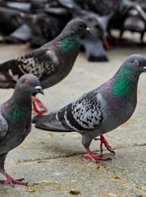 Activists outraged as German town votes to exterminate local pigeons
