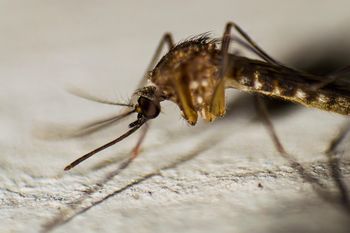 Drony wojskowe nad Sri Lanką. Kraj walczy z najgorszą od dekady epidemią dengi – 56 ofiar śmiertelnych