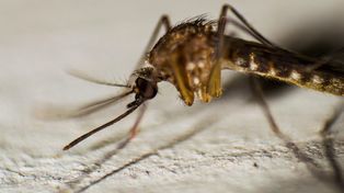Drony wojskowe nad Sri Lanką. Kraj walczy z najgorszą od dekady epidemią dengi – 56 ofiar śmiertelnych