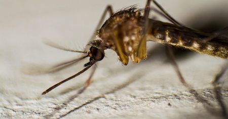 Drony wojskowe nad Sri Lanką. Kraj walczy z najgorszą od dekady epidemią dengi – 56 ofiar śmiertelnych