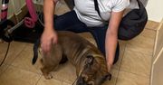 Szczecin: Interwencja przewodnika psa służbowego